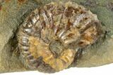 Fossil Ammonites (Jeletzkytes) - South Dakota #189343-3